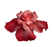 bloomingflower